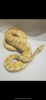 Python Regius /  Königspython Banana Bumblebee & Pin Pied 2.0