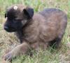 Belg. Schäferhundwelpen zu vergeben