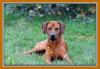 Rhodesian Ridgeback Welpen Wurfankündigung