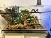 Zwei Kornatter Damen mit Terrarium und Inhalt.