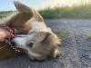 Border Collie/  Aussie Mischling weiblich