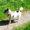 Bindi sucht ein Zuhause