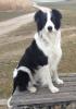 Hundebetreuung gegen Bezahlung in/ um Abensberg gesucht