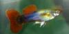 Biete Aquarienfische aller Art an und suche auch immer welche