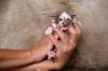 Ein bunter Haufen Orientalischer Kurzhaar Kitten von der zauberhaften Olivia (ch
