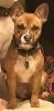 Französisch Bulldogge Hündin