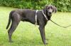 JOE FRITZ  -  männlich  2 Jahre  63 cm  32 kg  Weimaraner  Gechipt