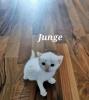 Scottish Fold Kitten zu verkaufen 