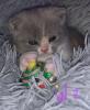 Bkh 2 Kitten Frei