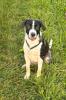 Meilo sucht dringend ein neues Zuhause