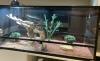 Terrarium inkl. Zubehör ideal für Reptilien,  abzugeben
