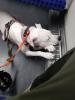 Amstaff Mischling Dame