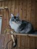 Zauberhafter Maine Coon Bub