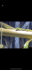 Phelsuma Laticauda,  Goldstaub-Taggecko 