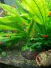 Platy-Fische zu verkaufen (Wagtail - orange-schwarz)