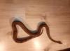 Boa constrictor Sabogae