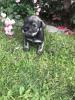 Mittelschnauzer Welpen Pfeffer/ Salz 