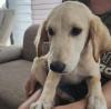 2 Labrador-Mix-Welpen