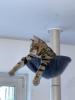 Bengal Kater 