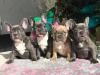 Zuckersüße Französische Bulldogge Welpen