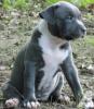 niedlichen blaue nase pitbull welpen