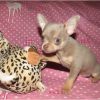 Wunderschöne Chihuahua Welpen mit Ahnentafel