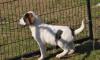 Loupie sucht ein passendes Zuhause