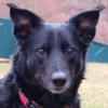 ROXALIE - Mix - 3 Jahre - Tierhilfe-Franken e.V.