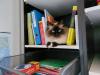 Wir suchen unsere geliebte Birma Katze