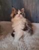 Maine-coon Kitten mit Stammbaum
