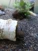 Aquarium komplett Set mit 2 Axolotl