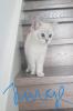 BKH KITTEN REINRASSIG SOFORT ABHOLBEREIT 