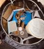 Maine Coon Mix Kitten