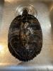 Wasserschildkröte Trachemys Scripta Scripta