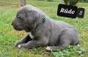 Cane Corso Welpen Reinrassig