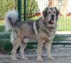 Tibet Dogge Welpen mit FCI-Papieren 2013