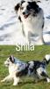 Australian Shepherd Wurfmeldubg Sommer 2024