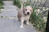 Goldendoodle MINI F1