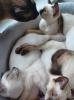 Siam / Thai Kitten,  Seal Point,  Babys,  Kätzchen. Abgabebereit.
