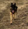 Deutscher Schäferhund sucht Hündin