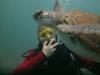 Tauchen auf Teneriffa mit Ocean Trek,   Playa Americas