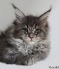 Traumhafte Maine Coon Kitten der seltenen Extraklasse!!