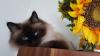 Ragdoll-Kitten Bildhübsch suchen ein neues und gutes Zuhause...