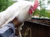 Bruteier von weißen Leghorn für 1,  50 Euro