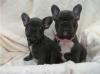 Französische. Bulldogge Welpen mit papieren