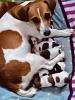 Jack Russel Terrier