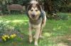 JOVI - Collie-Mix - 3 Jahre - Tierhilfe-Franken e.V.