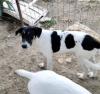 Linda sucht ein passendes Zuhause
