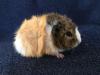 Zwergkaninchen und Meerschweinchen aus langjähriger Hobbyzucht!