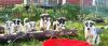 Sportliche Alaskan Husky Welpen aus liebevoller Aufzucht